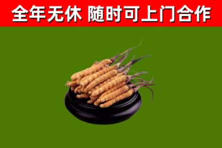 徽县区烟酒回收冬虫夏草.jpg